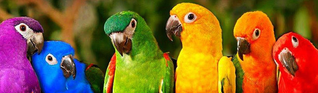 free-animals-and-birds-website-headers